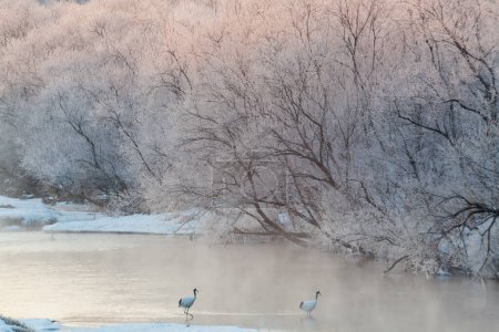 Photo for Red crowned cranes on frozen river at early morning, Hokkaido, Japan - Royalty Free Image