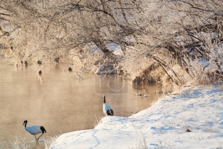 Photo for Red crowned cranes on frozen river at early morning, Hokkaido, Japan - Royalty Free Image
