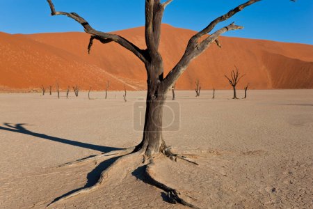 Téléchargez les photos : Arbres morts dans une poêle en argile sèche, Parc National de Namib Naukluft, Namibie - en image libre de droit