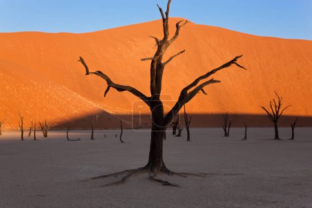 Téléchargez les photos : Arbres morts dans une poêle en argile sèche, Parc National de Namib Naukluft, Namibie - en image libre de droit