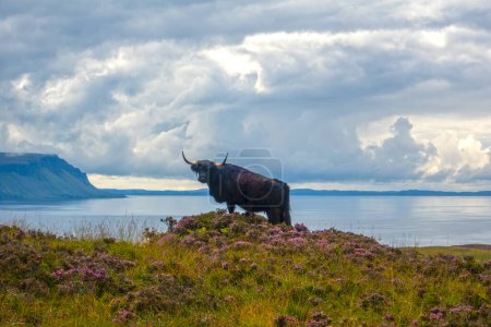 Photo for Highland cow on Ulva, Isle of Mull, Inner Hebrides, Scotland, United Kingdom - Royalty Free Image