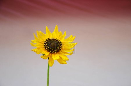 Photo for Beautiful sunflower on a sunny day with a natural background. Selective focus. - Royalty Free Image