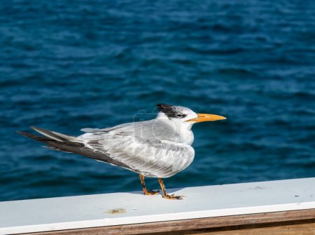 Téléchargez les photos : A Royal Tern (Thalasseus maximus) in Pompano Beach, Florida, USA - en image libre de droit
