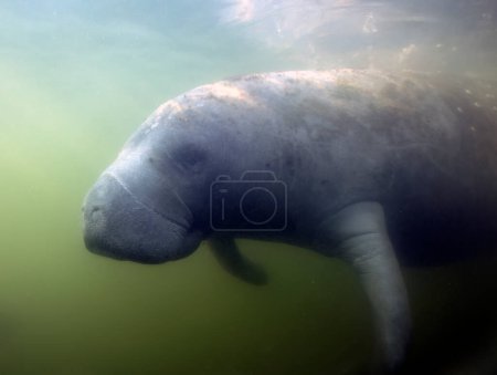 Photo for West Indian Manatee (Trichechus manatus) in Crystal River, Florida, USA - Royalty Free Image