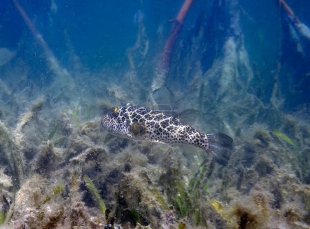 Foto de A Checkered Puffer (Sphoeroides testudineus) in Bimini, Bahamas - Imagen libre de derechos