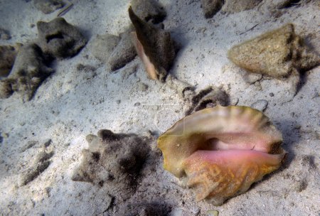 Photo for Conch shells on the sea floor in Bimini, Bahamas - Royalty Free Image