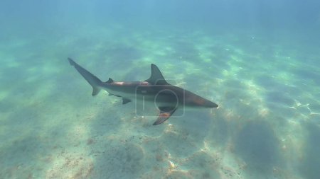 Téléchargez les photos : A Blacktip Shark (Carcharhinus limbatus) à Bimini, Bahamas - en image libre de droit