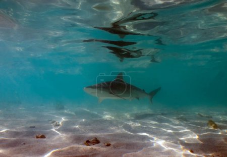 Foto de A Blacknose Shark (Carcharhinus acronotus) in South Bimini, Bahamas - Imagen libre de derechos