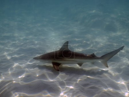 Un tiburón punta negra (Carcharhinus limbatus) en Bimini, Bahamas