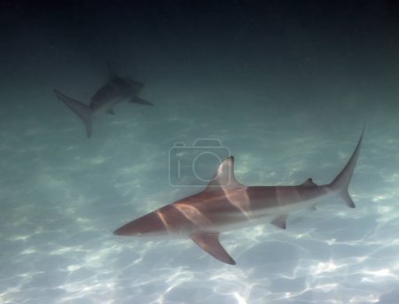 Téléchargez les photos : A Blacktip Shark (Carcharhinus limbatus) à Bimini, Bahamas - en image libre de droit