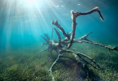 Téléchargez les photos : A dead tree submerged in the sea grass near South Bimini, Bahamas - en image libre de droit