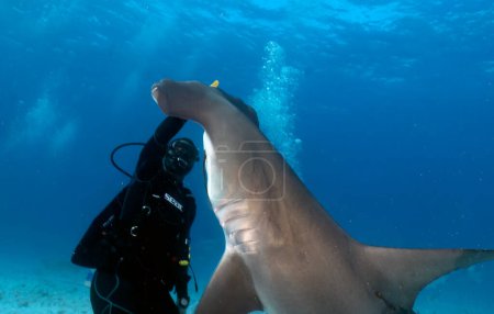 Téléchargez les photos : Divers interacting with Great Hammerheads (Sphyrna mokarran) in Bimini, Bahamas - en image libre de droit