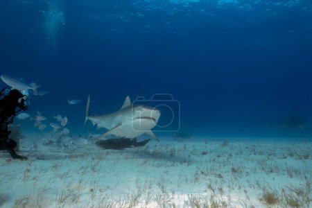 Foto de Divers interacting with a Tiger Shark (Galeocerdo cuvier) in Bimini, Bahamas - Imagen libre de derechos