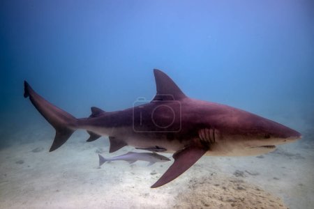 Photo for Bull Shark (Carcharhinus leucas) in Bimini, Bahamas - Royalty Free Image