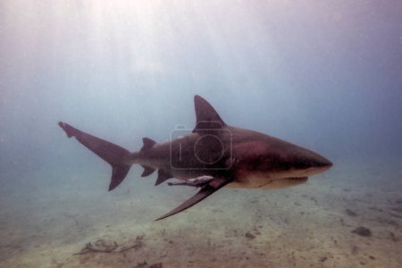 Photo for Bull Shark (Carcharhinus leucas) in Bimini, Bahamas - Royalty Free Image