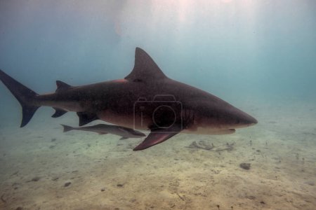 Foto de Bull Shark (Carcharhinus leucas) in Bimini, Bahamas - Imagen libre de derechos