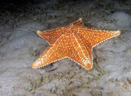 Photo for A Red Cushion Sea Star (Oreaster reticulatus) in Florida, USA - Royalty Free Image