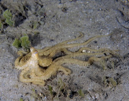 An Atlantic Longarm Octopus (Macrotritopus defilippi) in Florida, USA