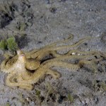 An Atlantic Longarm Octopus (Macrotritopus defilippi) in Florida, USA