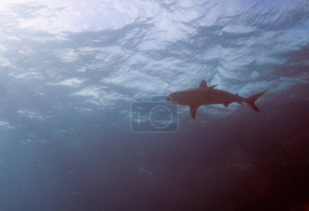 Téléchargez les photos : A Caribbean Reef Shark (Carcharhinus perezii) in Bimini, Bahamas - en image libre de droit
