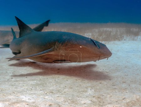 Photo for A Nurse Shark (Ginglymostoma cirratum) in Bimini, Bahamas - Royalty Free Image