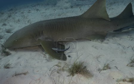 Téléchargez les photos : A Nurse Shark (Ginglymostoma cirratum) in Bimini, Bahamas - en image libre de droit