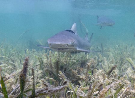 Photo for Juvenile Lemon Shark (Negaprion brevirostris) in the mangroves of North Bimini, Bahamas - Royalty Free Image