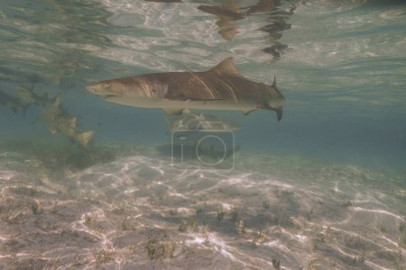 Photo for Lemon Sharks (Negaprion brevirostris) in the shallow water in North Bimini, Bahamas - Royalty Free Image