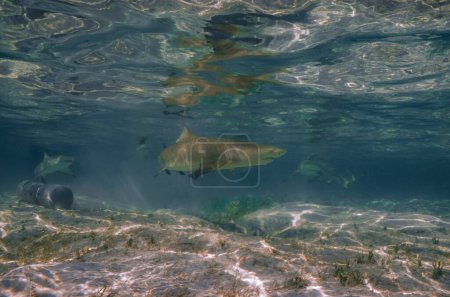 Photo for Lemon Sharks (Negaprion brevirostris) in the shallow water in North Bimini, Bahamas - Royalty Free Image