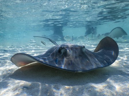 Photo for Southern Stingrays (Hypanus americanus) in shallow water in South Bimini, Bahamas - Royalty Free Image