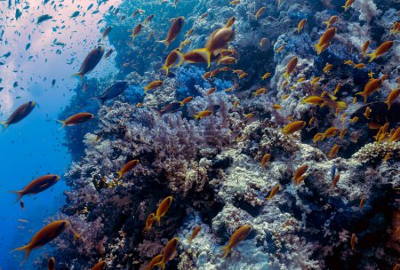 Téléchargez les photos : Anthias dorées (Pseudanthias squamipinnis) dans la mer Rouge, Égypte - en image libre de droit