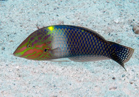 Photo for A Checkerboard Wrasse (Halichoeres hortulanus) in the Red Sea, Egypt - Royalty Free Image