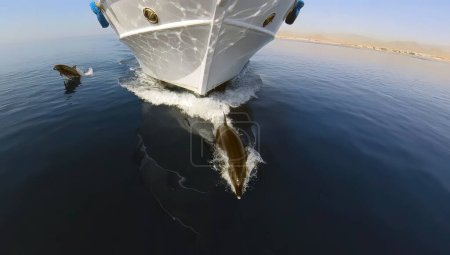 Delfines nariz de botella (Tursiops truncatus) montando las olas de proa de un barco de buceo en el Mar Rojo, Egipto