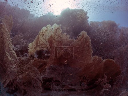 Photo for Giant Gorgonian Sea Fans (Subergorgia hicksoni) in the Red Sea, Egypt - Royalty Free Image