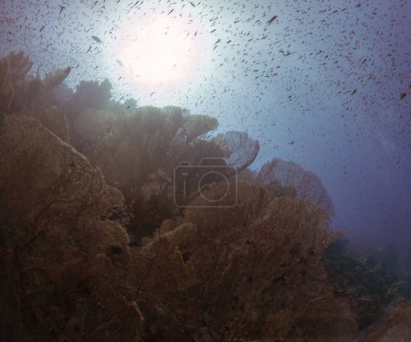 Photo for Giant Gorgonian Sea Fans (Subergorgia hicksoni) in the Red Sea, Egypt - Royalty Free Image