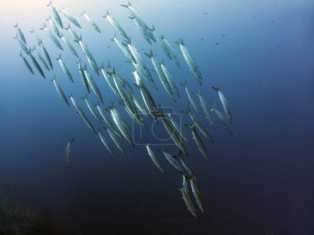 Foto de Blackfin Barracuda (Sphyraena qenie) en el Mar Rojo, Egipto - Imagen libre de derechos