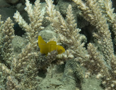Téléchargez les photos : Gobie corail citron (Gobiodon citrinus) dans la mer Rouge, Egypte - en image libre de droit