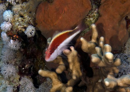 Téléchargez les photos : Buse rousse (Paracirrhites forsteri) en mer Rouge, Égypte - en image libre de droit