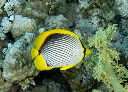 Photo for A Blackbacked Butterflyfish (Chaetodon melannotus) in the Red Sea, Egypt - Royalty Free Image