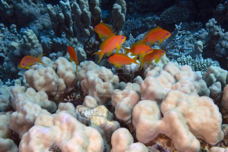 Téléchargez les photos : Anthias dorées (Pseudanthias squamipinnis) dans la mer Rouge, Égypte - en image libre de droit