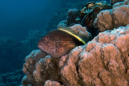 Téléchargez les photos : Buse rousse (Paracirrhites forsteri) en mer Rouge, Égypte - en image libre de droit