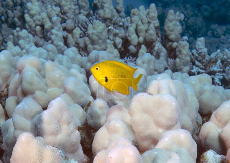 Téléchargez les photos : Une demoiselle citron (Amblyglyphidodon aureus) dans la mer Rouge, Égypte - en image libre de droit