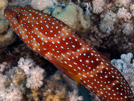 Foto de Un agrupador de coral (Cephalopholis miniata) en el Mar Rojo, Egipto - Imagen libre de derechos
