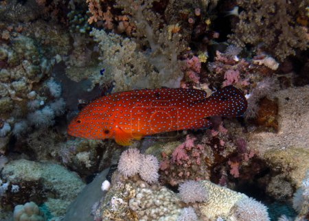 Téléchargez les photos : Un mérou de corail (Cephalopholis miniata) dans la mer Rouge, Égypte - en image libre de droit