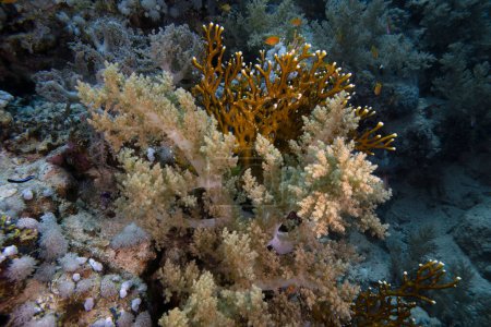Téléchargez les photos : Récifs coralliens en Mer Rouge, Egypte - en image libre de droit
