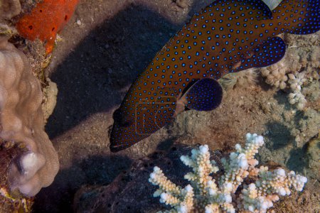Téléchargez les photos : Un mérou de paon (Cephalopholis argus) dans la mer Rouge, Égypte - en image libre de droit