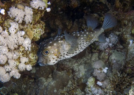 Téléchargez les photos : A Yellow-spotted Burrfish (Cyclichthys spilostylus) in the Red Sea, Egypt - en image libre de droit