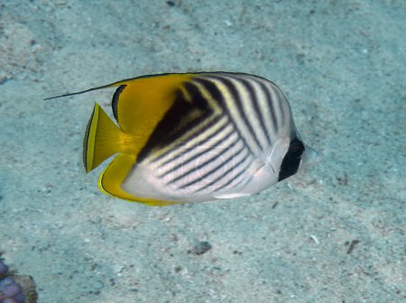 Téléchargez les photos : A Threadfin Butterflyfish (Chaetodon auriga) in the Red Sea, Egypt - en image libre de droit