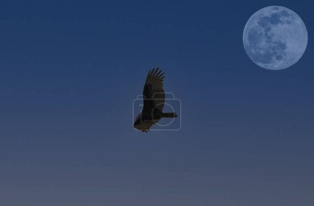 Photo for A Turkey Vulture (Cathartes aura) soaring under the light of a full moon in Florida, USA - Royalty Free Image