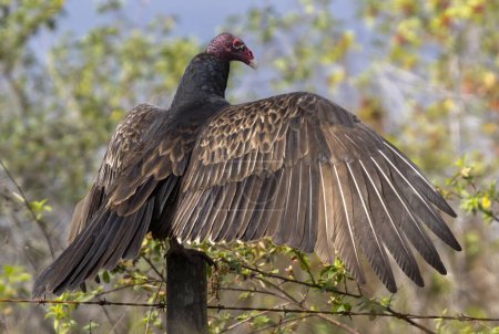Photo for A Turkey Vulture (Cathartes aura) near Lake Tohopekaliga in Florida, USA - Royalty Free Image